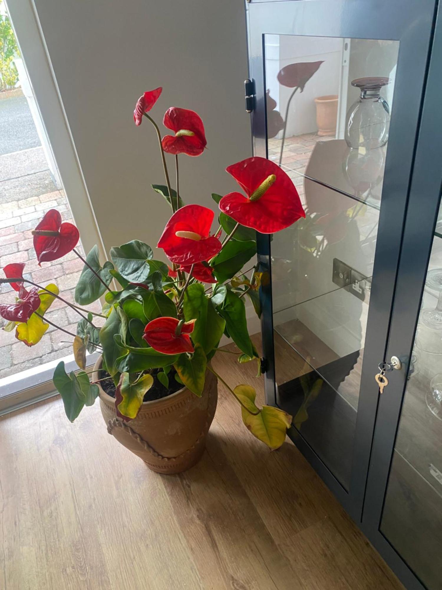 Harbour Sound Apartment, Ballycastle, Causeway Coast 外观 照片